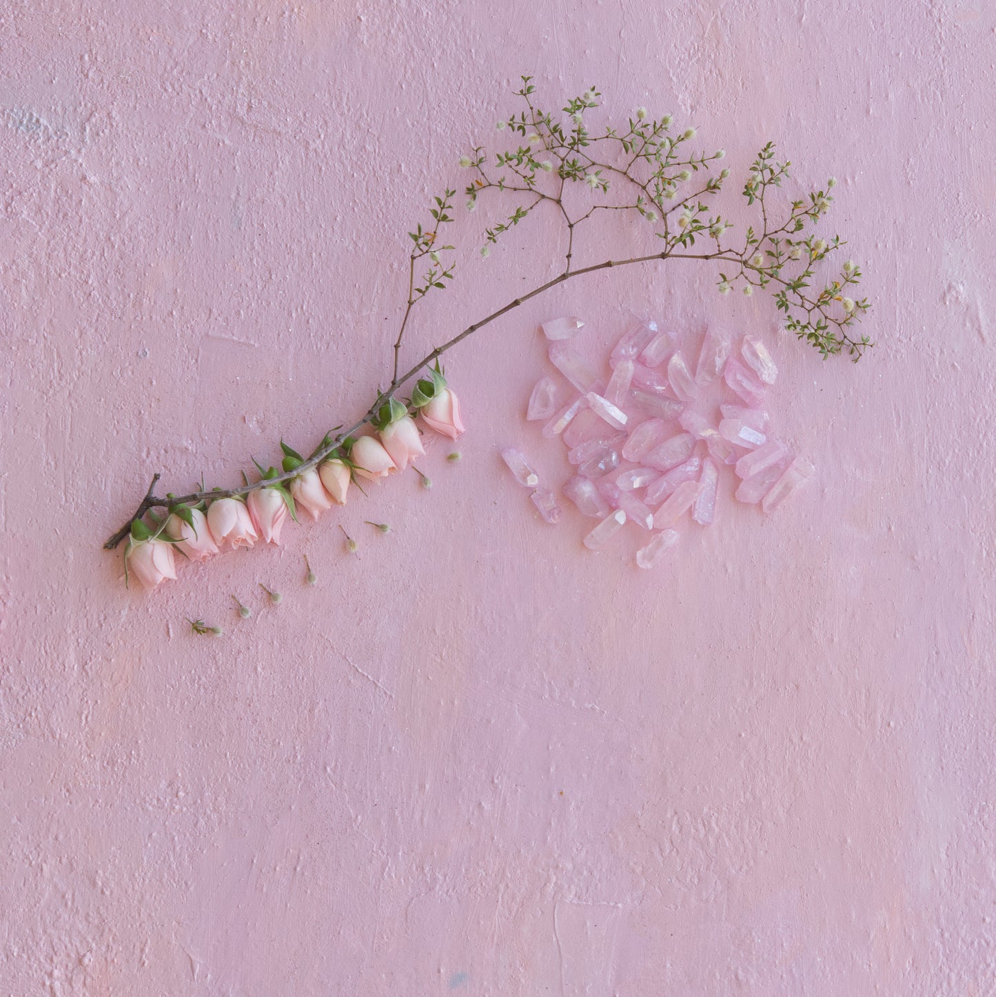 'Rose Frequency'